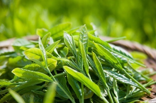 Kem chống nắng Innisfree Triple Care  với thành phần chính là chiết xuất trà xanh Jeju nhiều dưỡng chất cho da