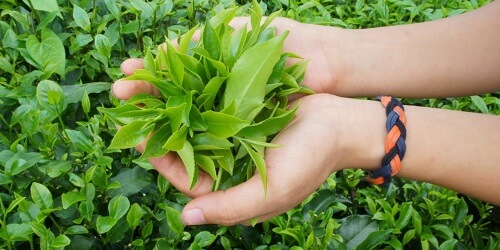 Kem chống nắng Cellio chứa chiết xuất chính từ trà xanh chống lão hóa cho da hiệu quả