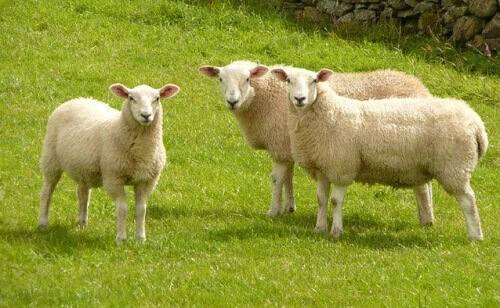 Nhau thai cừu được ví như là "thần dược" cho bạn sở hữu làn da khỏe đẹp, tươi trẻ