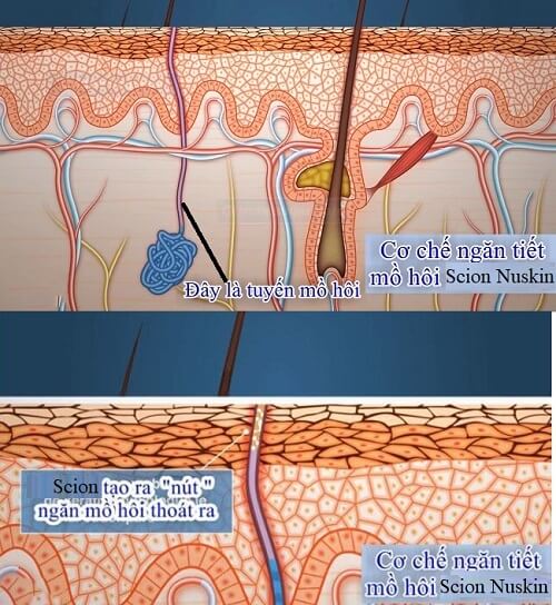 Scion Nuskin khi vừa tiếp xúc với bề mặt da sẽ nhanh chóng tạo nút thắt, ngăn chặn mồ hôi tiết ra