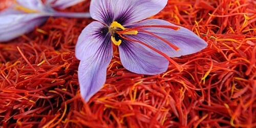 Nhụy hoa nghệ tây Tashrifat Saffron đem lại cho bạn cơ thể khỏe mạnh và không bệnh tật