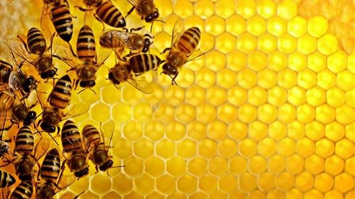 Sáp ong giàu axit amin dưỡng môi cực tốt