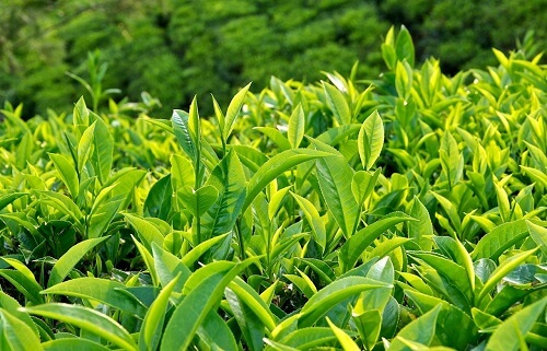 Sữa rửa mặt Shirochasou Green Tea Foam với thành phần được chiết xuất 100% từ thiên nhiên