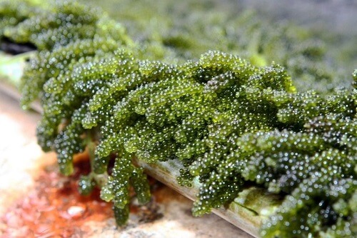 Sự có mặt của tảo xoắn giúp viên uống tăng cân Hoa Bảo gia tăng hiệu quả gấp nhiều lần